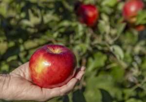A hand holding a Big Flirt apple