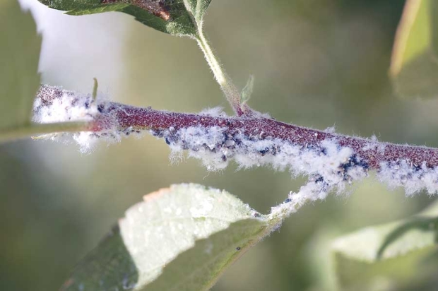Woolly apple aphids, a pest that lives both in trees and underground, is increasing in Washington orchards. The aphids leave behind tell-tale waxy fibers that resemble wool. <b>(Courtesy of Robert Opert, TFREC)</b>