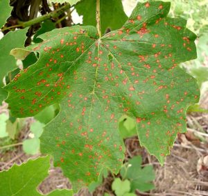 Black rot lesions indicate disease pressure and require attention. (Courtesy Annemiek Schilder)