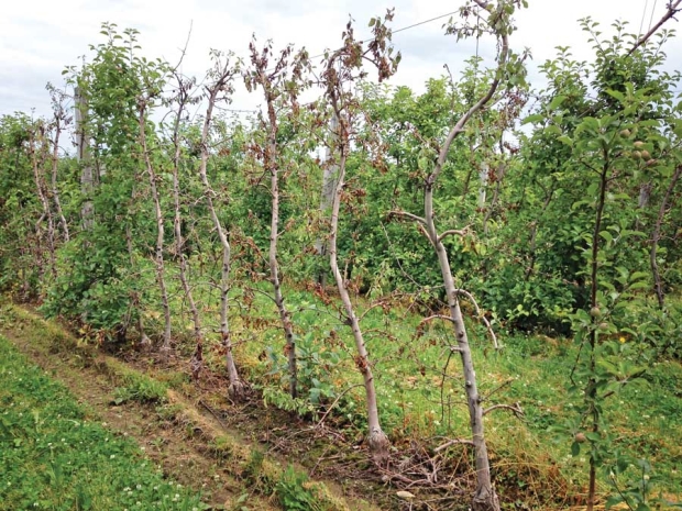 A row of tall spindle trees is dead after invasion by black stem borers. <b>(Courtesy Deb Breth)</b>