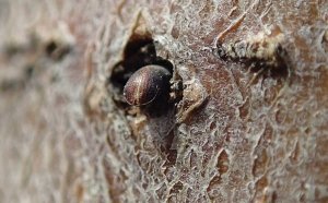 Left, a toothpick-size thread of frass, made up of compacted sawdust from the bore hole, is a sure sign of borer activity. (Courtesy Liz Tee) Right, a line of bore holes climb this tall spindle tree. Holes are often discolored and oozing. (Courtesy Deb Breth)