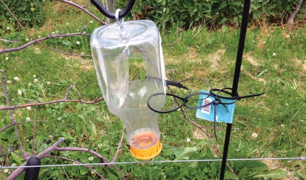 A simple trap baited with ethyl alcohol (vodka will do) can be used to detect the tiny, black insects. <b>(Courtesy Deb Breth)</b>