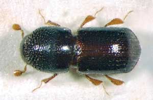 The black stem borer beetle is tiny, about 2 millimeters long. <b>(Courtesy Maja Jurc, University of Ljublijana)</b>
