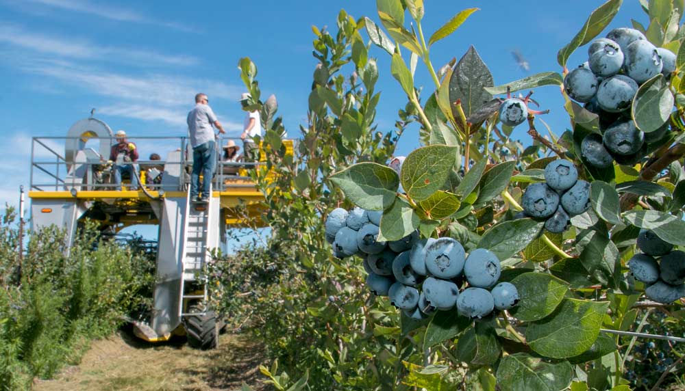An over-the-row harvester picks Duke blueberries in July 2016 at Dorsing Farms in Royal City, Washington. Duke is a veteran variety that growers like for how well it tolerates mechanical harvesting for the frozen market, but the hunt is on for new varieties that might fill a niche for the mechanically harvested fresh market. <b>(Ross Courtney/Good Fruit Grower)</b>