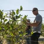 Leif Olsen in a Washington State University blueberry trial field