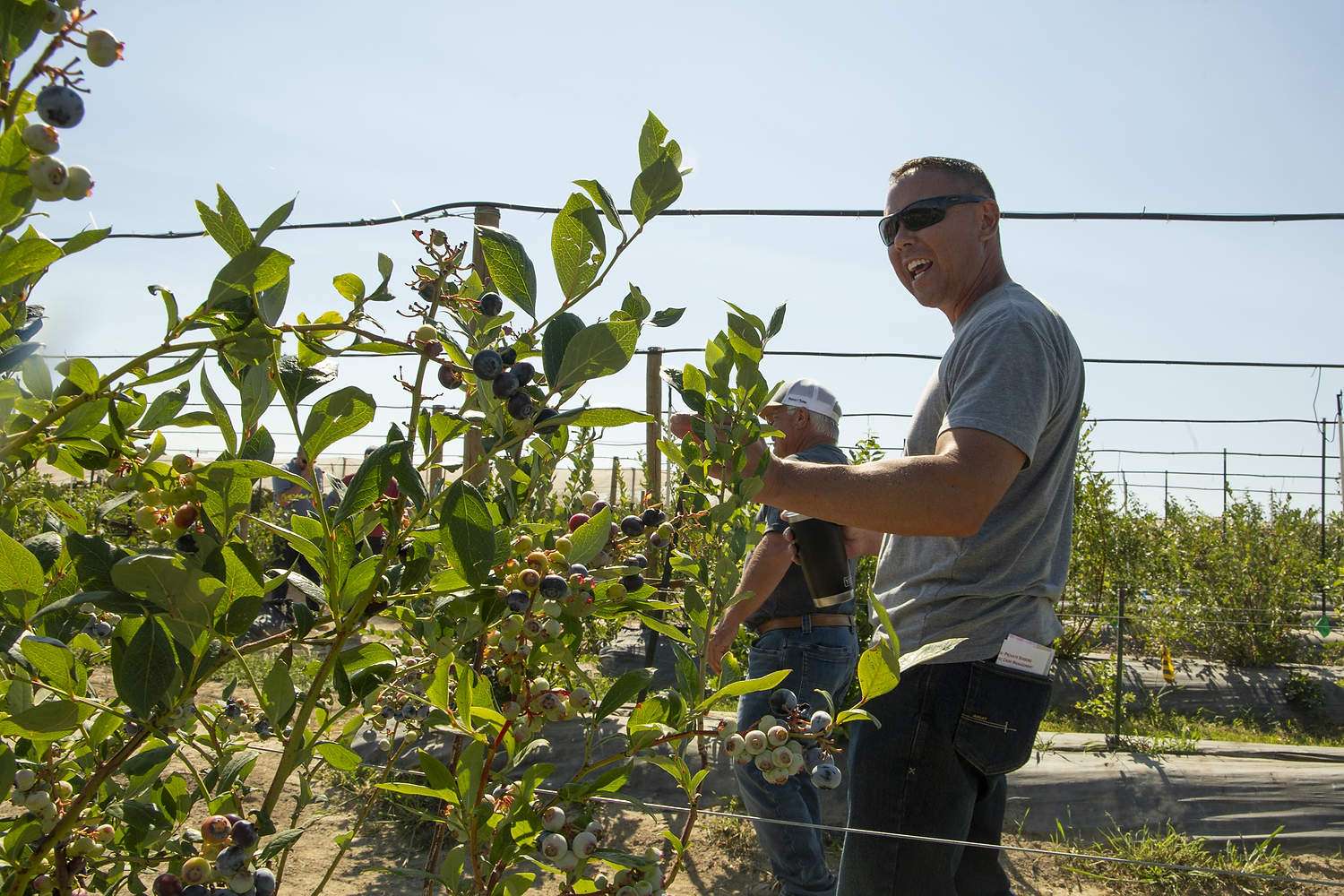 Scouting for scorch Leif Olsen in a Washington State University blueberry trial field
