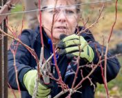 Bernadine Strik, an Oregon State University berry crop extension specialist, prunes out a “twiggy” branch on a young blueberry plant, leaving the whip clean with buds near the end. (Ross Courtney/Good Fruit Grower)