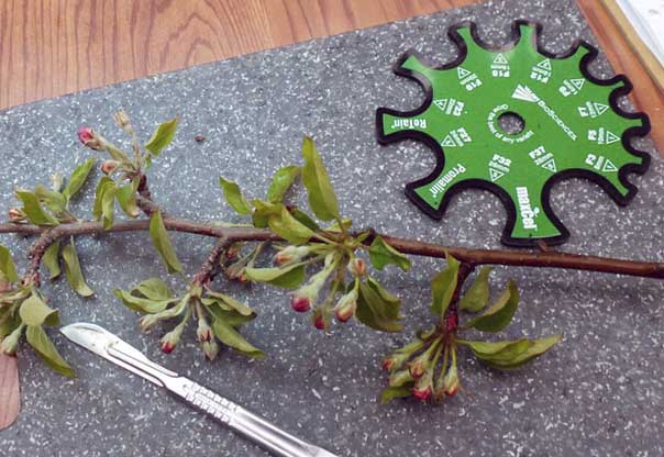 Bud damage assessment tools: razor blade, knife or scalpel and a limb-caliper tool, such as an Equilifruit. Dissect flowers lengthwise. <b>(Courtesy Edwin Winzeler)</b>
