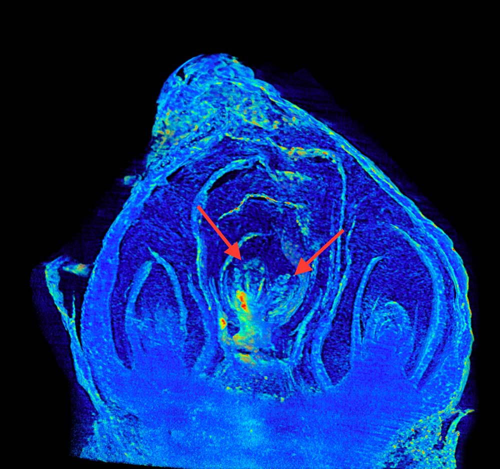 CHESS yields parallel X-rays that provide highly detailed, three-dimensional images of grape buds, including this internal view of early flower formation (indicated by arrows) within a vinifera bud. <b>(Courtesy of Al Kovaleski)</b>