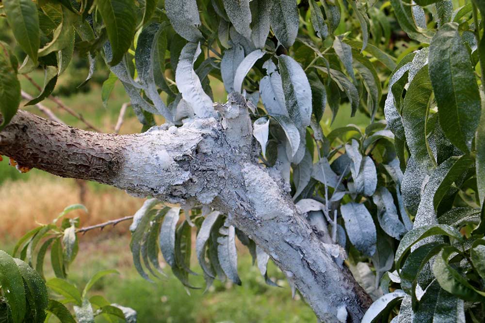 Spraying existing cytospora cankers with latex paint seems to seal up the pathogen and prevent it from producing infectious spores, which are now found in almost all western Colorado peach orchards.<b>(Courtesy Ioannis Minas)</b>