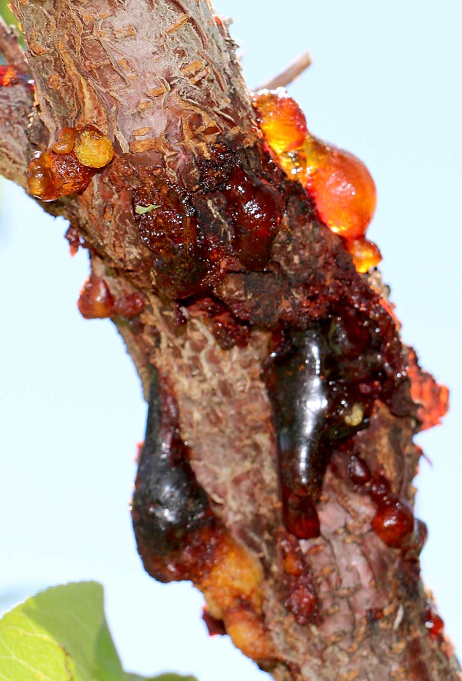 An oozing cytospora canker shows why the pathogen is commonly called gummosis. Colorado growers and researchers are teaming up to find solutions to control this pathogen that’s costing millions in lost productivity.<b>(Courtesy Ioannis Minas)</b>