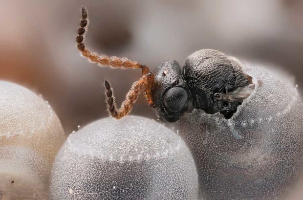 Trissolcus japonicus parasitoid wasp emerging from brown marmorated stink bug eggs at the USDA-APHIS Quarantine Facility, Corvallis, Oregon on Dec. 4, 2015. (Photo illustration courtesy Christopher Hedstrom)
