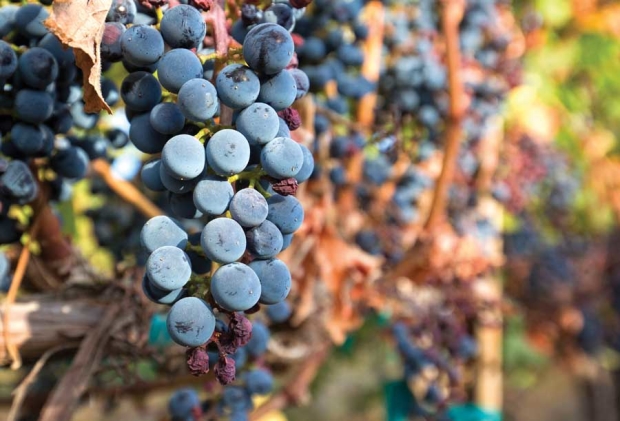Cabernet Sauvignon grapes are ready for harvest at Cold Creek Vineyard in 2015. The vineyard has 132 acres in Cabernet clones. “We know clones bring different attributes that can contribute to different wines,” says vineyard manager Joe Cotta. <b>(TJ Mullinax/Good Fruit Grower)</b>