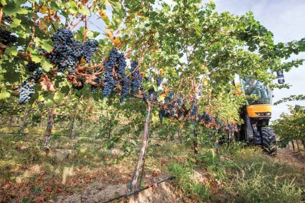 Cabernet Sauvignon grapes are mechanically harvested at Cold Creek Vineyard south of Mattawa, Washington on October 1, 2015. <b>(TJ Mullinax/Good Fruit Grower)