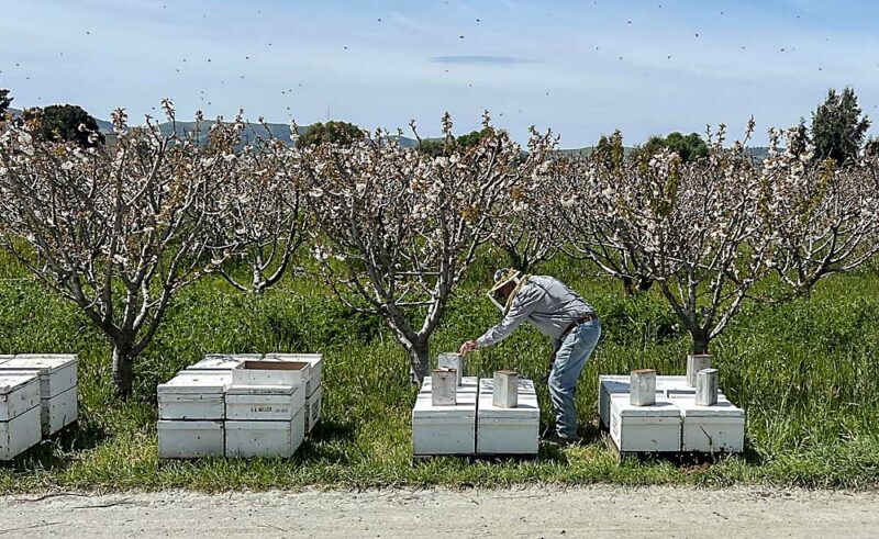 Cherry Crop Slow Growing This Year Good Fruit Grower   CaliforniaStormsCherryBees5885 1 800x491 