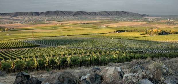 The view from Longwinds Vineyard on Red Mountain. <b>(Courtesy Duckhorn Wine Company)</b>
