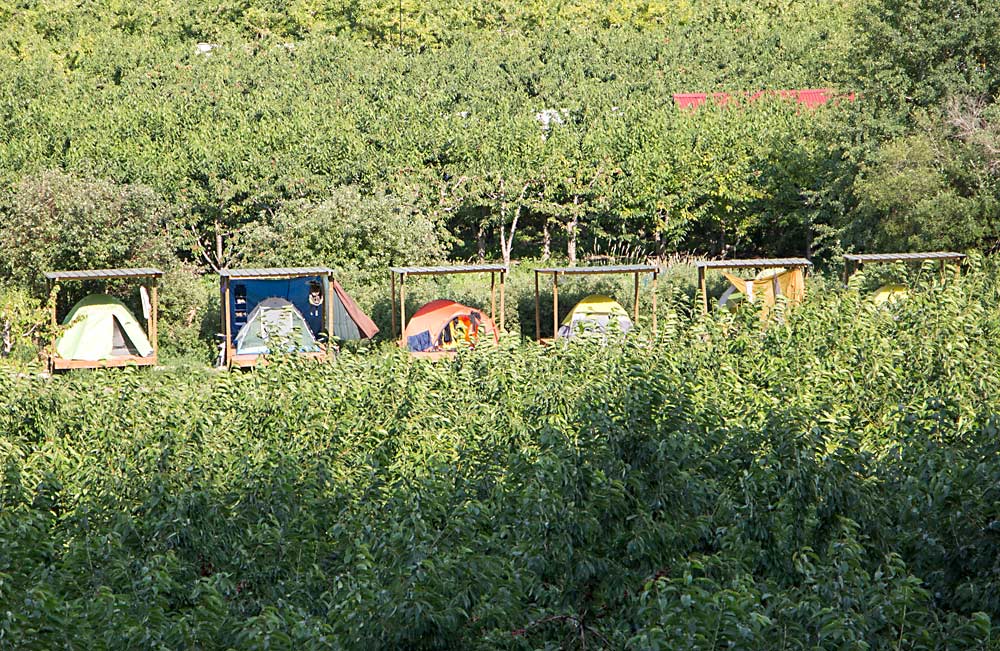 Backpacking workers pitch tents between orchard blocks at Carcajou Fruit Co. (Ross Courtney/Good Fruit Grower)
