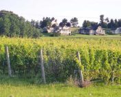 Scenes such as this are increasingly common in Northwest Michigan, as residential developments spring up alongside farms north of Traverse City. Development in long-standing agricultural communities is driving up farmland prices. (Leslie Mertz/for Good Fruit Grower)