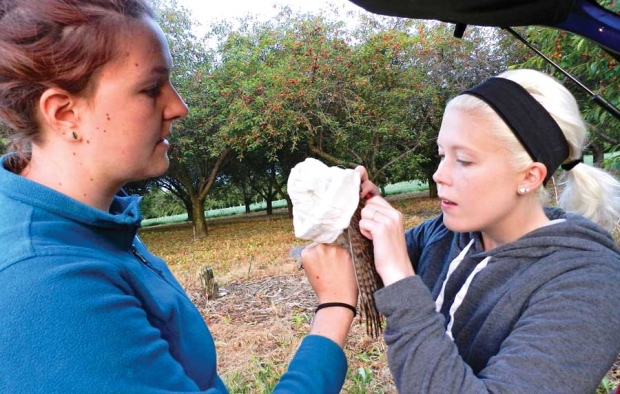 Graduate student Megan Shave (right) led a monitoring effort from 2013-2015 to determine usage of next boxes by American kestrels, small falcons that prey on nuisance birds, plus other animals such as meadow voles and insects that can damage young trees and/or fruit. Here, Shave is examining a kestrel with the help of undergraduate student Emily Oja. <b>(Courtesy Catherine Lindell)</b>