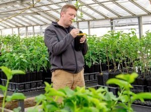 Washington State University cherry breeder Per McCord inspects a recent graft in his Prosser greenhouse. The facility has recently been upgraded, thanks to industry support. (Kate Prengaman/Good Fruit Grower)