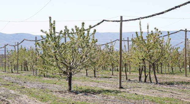 Thousands of own-rooted seedlings are planted in Phase 1 of WSU’s cherry breeding program at Prosser. The most promising selections are moved to Phase 2 for further testing at multiple locations. (Melissa Hansen/Good Fruit Grower)