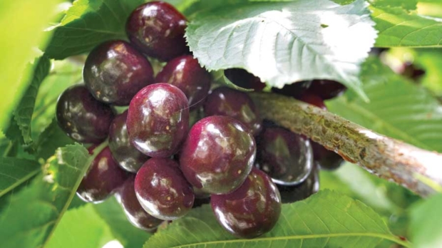 The earliest advanced selection in 2015 was the R25, ripening within three days of Chelan.<b>(Courtesy Washington Tree Fruit Research Commission)</b>