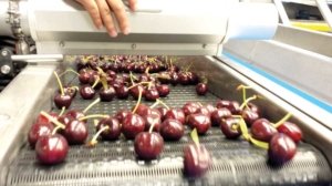 In trials, using air knives to apply pressurized air to the cherries in the final section of the packing line helped reduce the moisture getting into packages with the fruit. (Courtesy Washington State University)