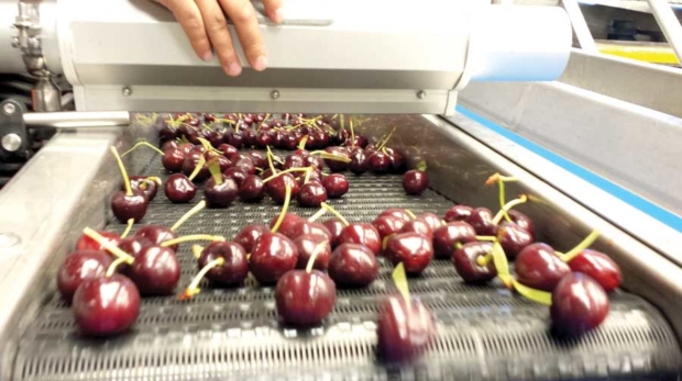 In trials, using air knives to apply pressurized air to the cherries in the final section of the packing line helped reduce the moisture getting into packages with the fruit. <b>(Courtesy Washington State University)</b>