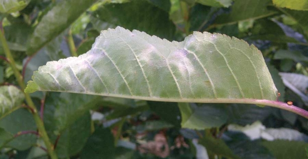 Powdery mildew was once only known to occur in leaves, but since 1944, the fungus has affected cherries, too — but only in the Pacific Northwest. <b>(Courtesy Claudia Probst)</b>