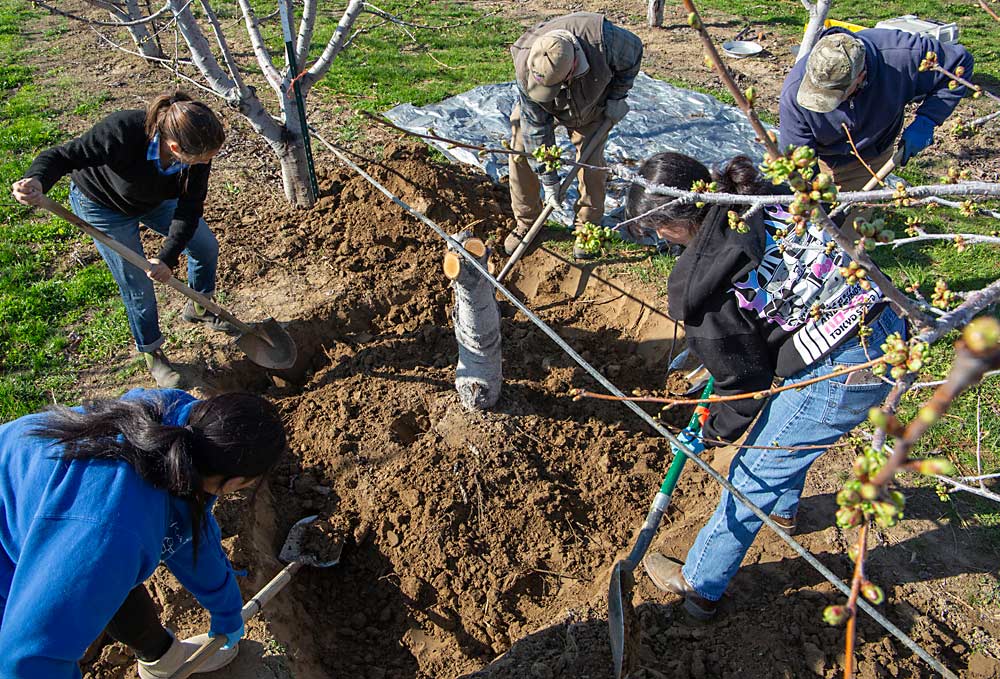 Researcher Bernardita Sallato, top left, and a group of Washington State University employees dig up the trunk and roots of a cherry tree for a nutrient distribution research project in April at the Roza research orchard near Prosser. (Ross Courtney/Good Fruit Grower)