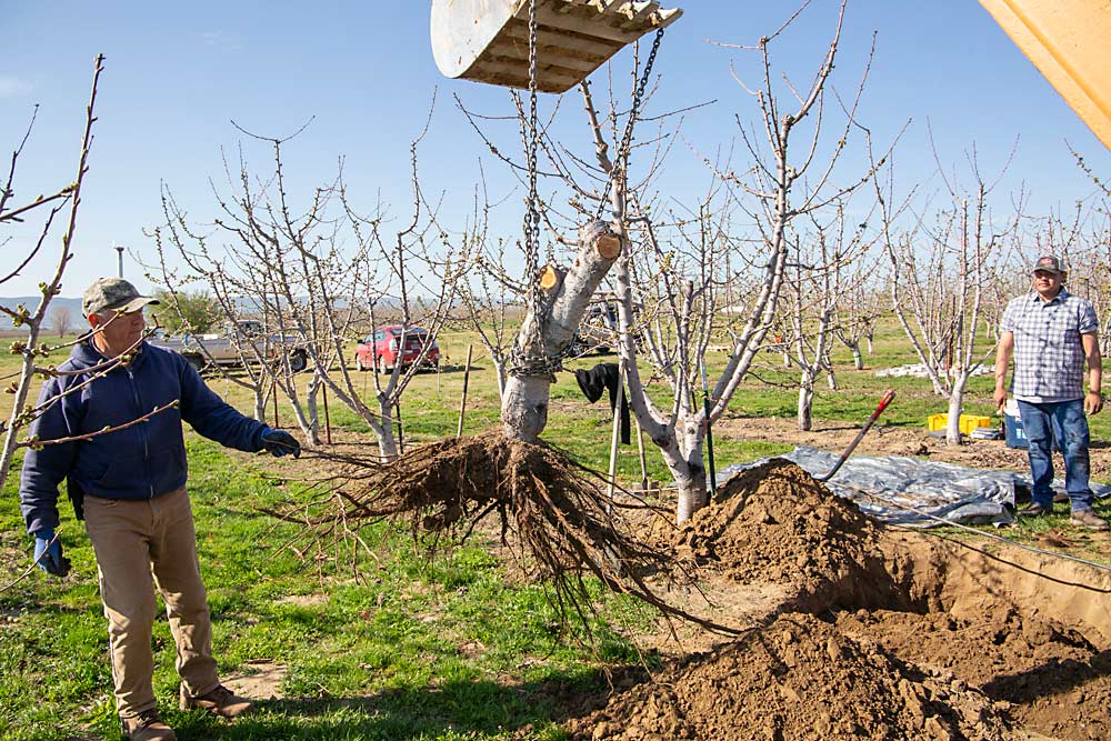 Jose Macias guides the trunk and rootball of a cherry tree being lifted with a backhoe as Munguía, right, watches. (Ross Courtney/Good Fruit Grower)