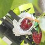 A Phytech fruit dendrometer installed in a cherry orchard