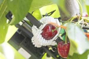 A Phytech fruit dendrometer installed in a cherry orchard