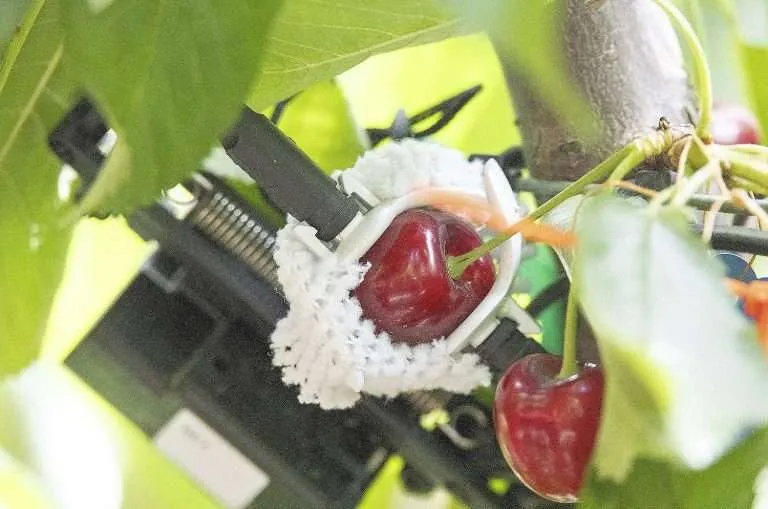 A Phytech fruit dendrometer installed in a cherry orchard