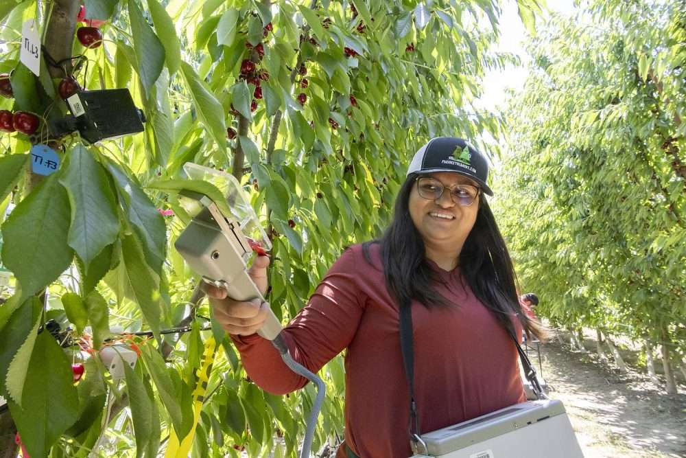 Leslie Vite of Washington State University uses a leaf cuvette to measure photosynthesis indicators