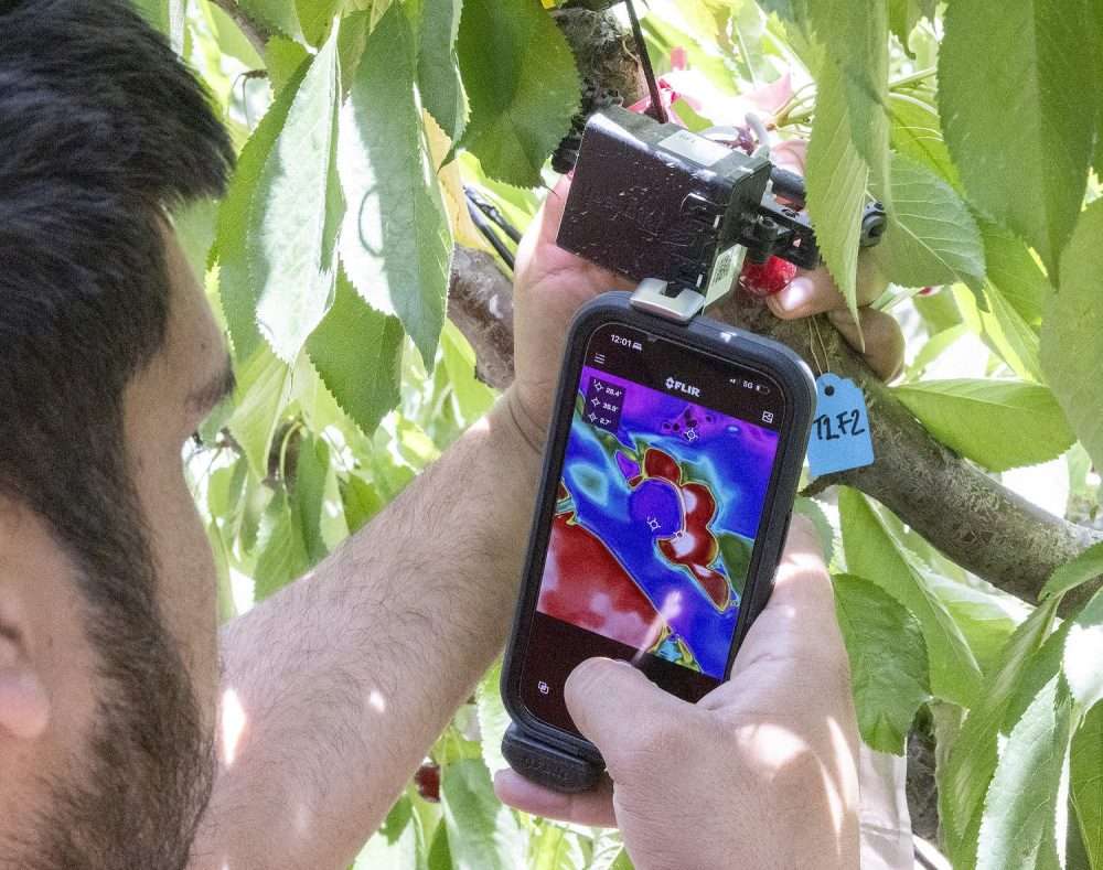 WSU intern Jose Pimentel measures cherry fruit surface temperature with a FLIR camera attached to his phone.