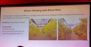 Israeli researchers discussed how the use of black netting during winter can boost chill hours for cherries on June 2 at the first day of scientific presentations for the 10th International Cherry Symposium in Richland, Washington. The five-day event is hosted by the International Society for Horticultural Science. (Ross Courtney/Good Fruit Grower)