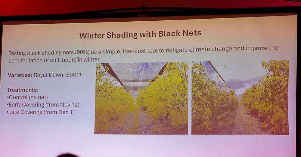 Israeli researchers discussed how the use of black netting during winter can boost chill hours for cherries on June 2 at the first day of scientific presentations for the 10th International Cherry Symposium in Richland, Washington. The five-day event is hosted by the International Society for Horticultural Science. (Ross Courtney/Good Fruit Grower)