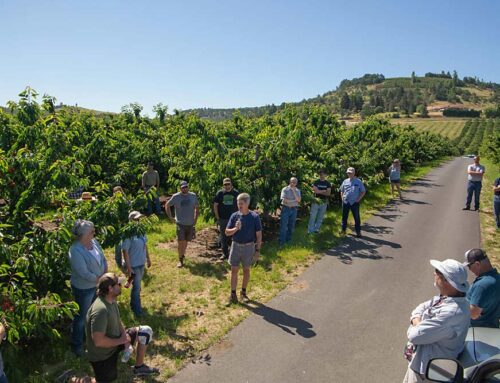 Suite Note and a driverless tractor highlight Oregon preharvest cherry tour