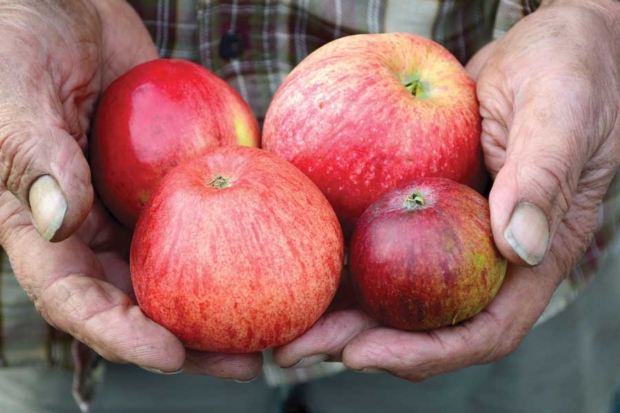 The four apples pictured here in grower Steve Wood’s hands are, clockwise from the bottom right, Dabinett, Ellis Bitter, Major and Foxwhelp. <b>(Courtesy Brenda Bailey)</b>
