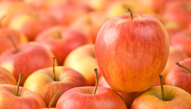 Stemilt has the exclusive U.S. rights to market the German apple Pinova under the brand name Piñata. Courtesy Stemilt Growers