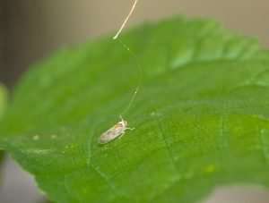 The wire affixed to this leafhopper enables it to complete an electrical circuit when it sticks its stylet into this host plant, which is also wired up. This setup allows scientists to record the rhythms of the leafhopper’s feeding behavior, which they hope will offer new insights into how integrated pest management practices could interrupt the insect’s ability to transmit X-disease. (Courtesy Jacob Pitt/Washington State University)