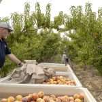 Bruce Talbott checks on fruit quality during peach harvest in 2021