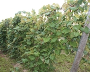 Concord grapes are borne at two levels—from the cordon arms on the top wire at seven feet and from arms on a lower wire, at four feet. (Richard Lehnert/Good Fruit Grower)