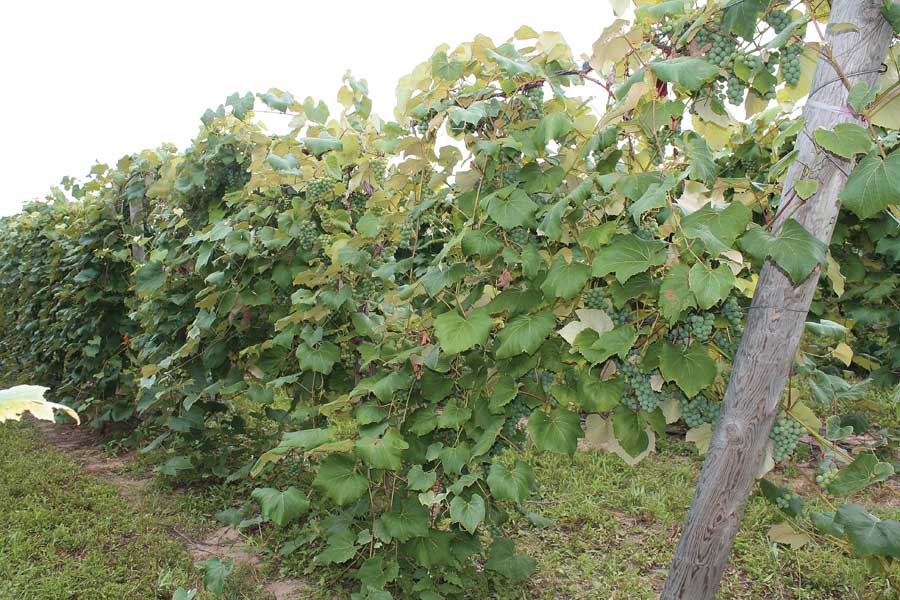 Concord grapes are borne at two levels—from the cordon arms on the top wire at seven feet and from arms on a lower wire, at four feet. <b>(Richard Lehnert/Good Fruit Grower)</b>