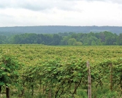 Concord grapes occupy about 30,000 acres between the Lake Erie shore and the Allegany Plateau Escarpment, the high ground visible in the distance. (Richard Lehnert/Good Fruit Grower)