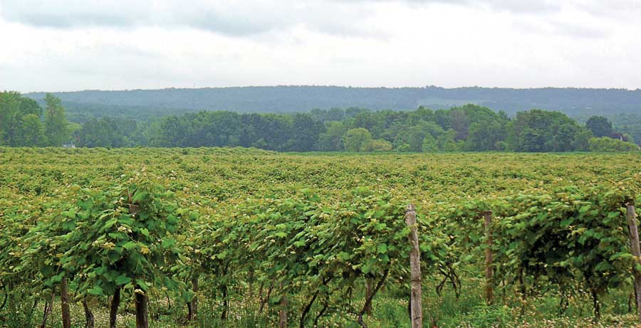 Concord grapes occupy about 30,000 acres between the Lake Erie shore and the Allegany Plateau Escarpment, the high ground visible in the distance. <b>(Richard Lehnert/Good Fruit Grower)</b>