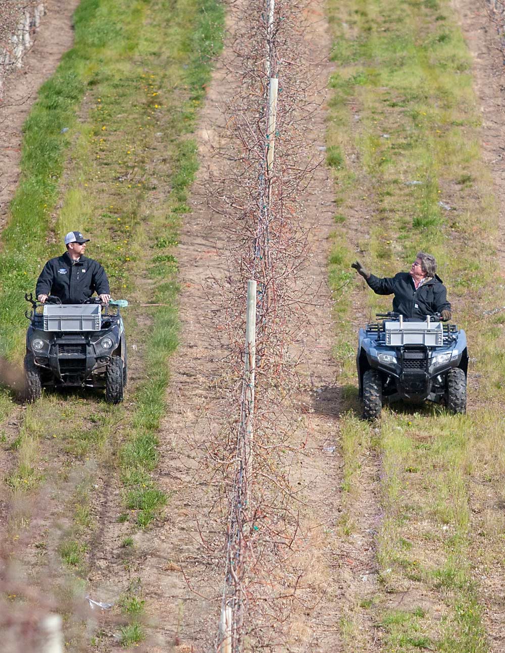 Longtime G.S. Long tree fruit consultant Dan Griffith, right, uses his four-wheeler to evaluate return bloom on a Gala block with trainee Grayson Byers on Monday, March 28, 2018, in Roosevelt, Washington. (Ross Courtney/Good Fruit Grower)