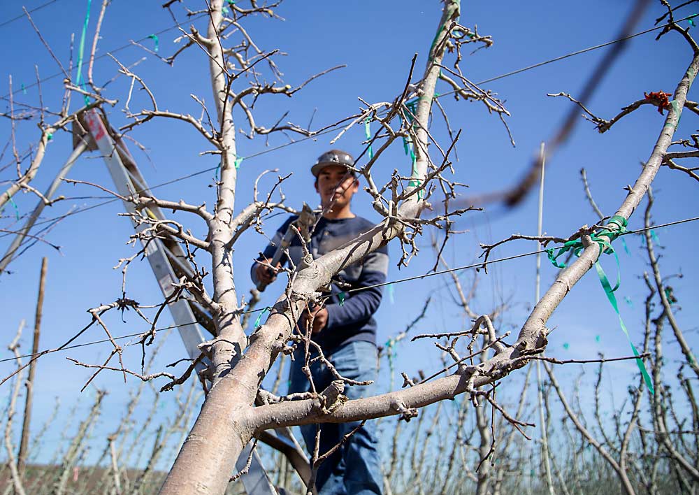 Juan de Jesus prunes a grafted Fuji tree in March at Cornerstone Ranches near Wapato, Washington. Regardless of variety, spacing, tree age or rootstock, the orchard almost always uses the same three-leader V-trellis system. (Ross Courtney/Good Fruit Grower)