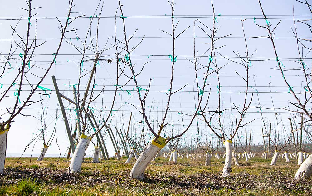 A 2023 graft of Golden Delicious from Braeburn on M.26 also sports three leaders. (Ross Courtney/Good Fruit Grower)